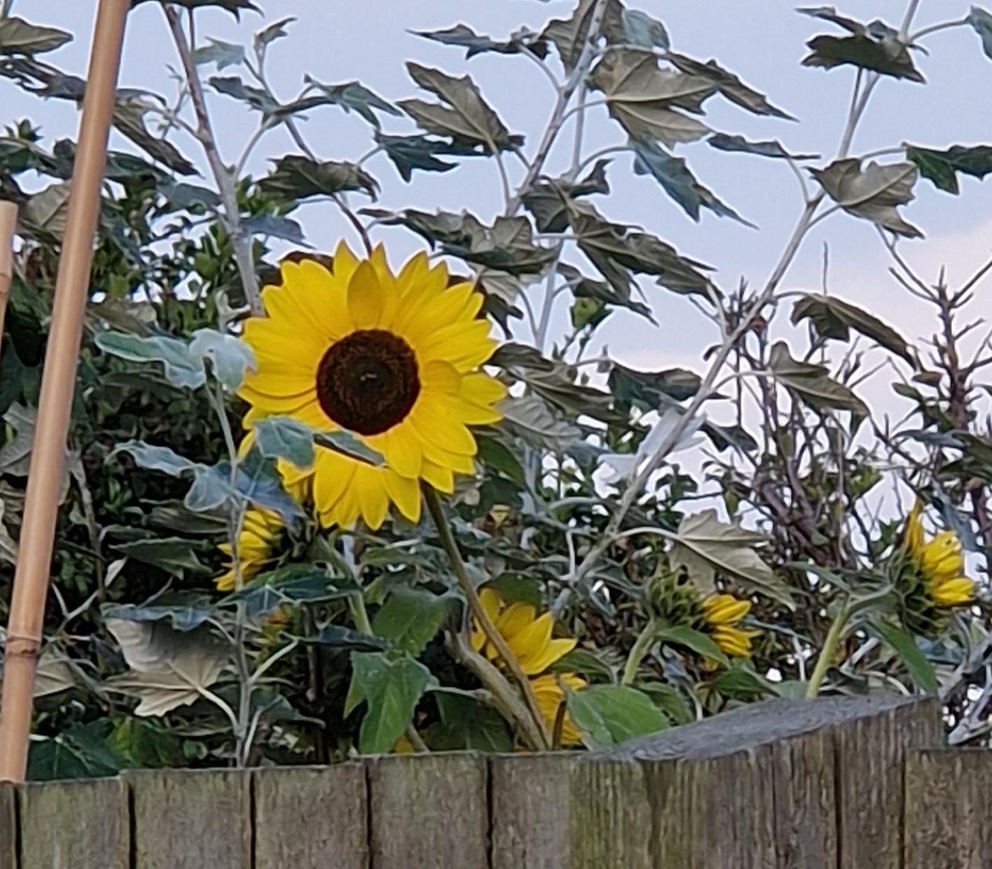 1 sunflower 20240904_183130