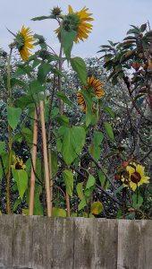 2 sunflower 20240904_183135