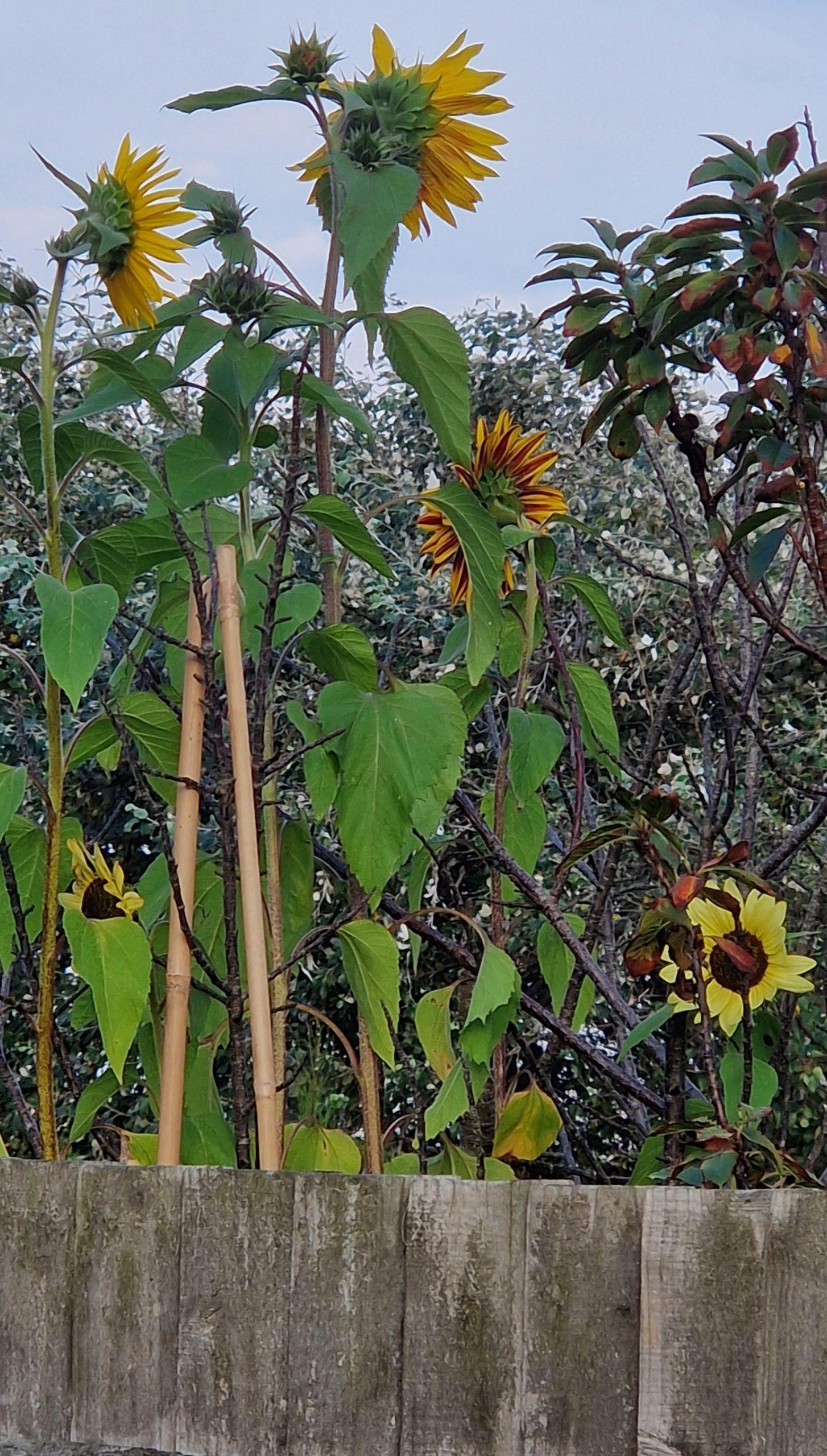 2 sunflower 20240904_183135