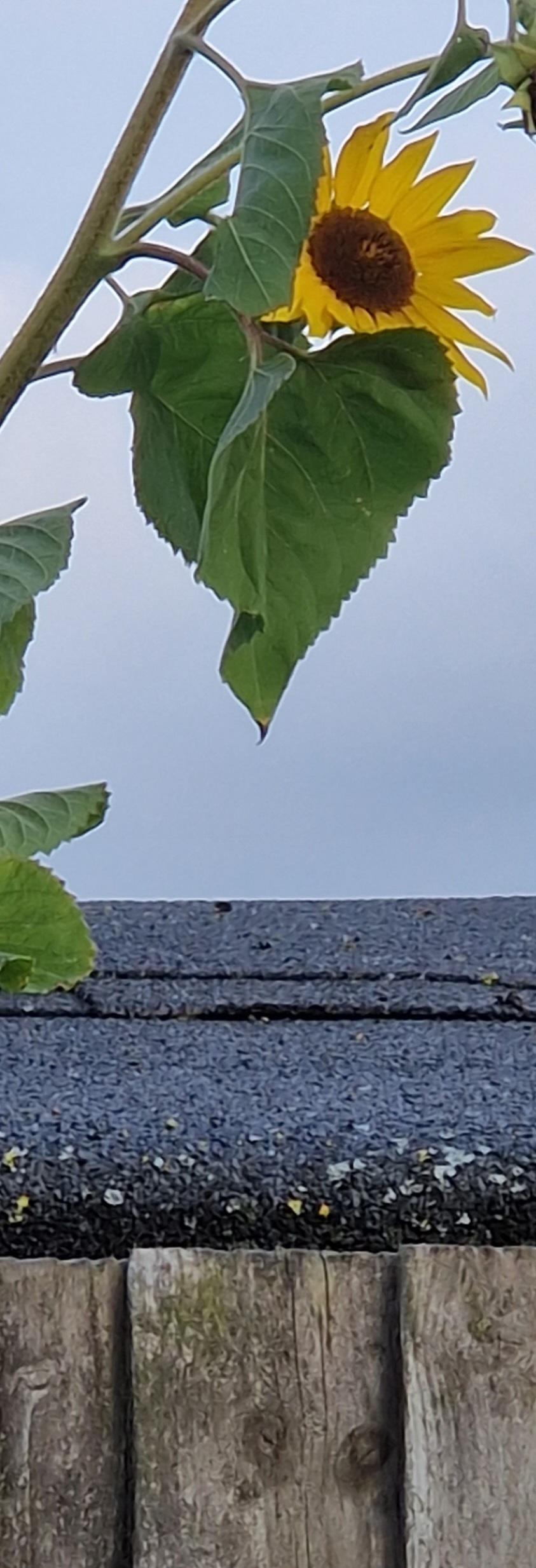 3 sunflower 20240904_183148