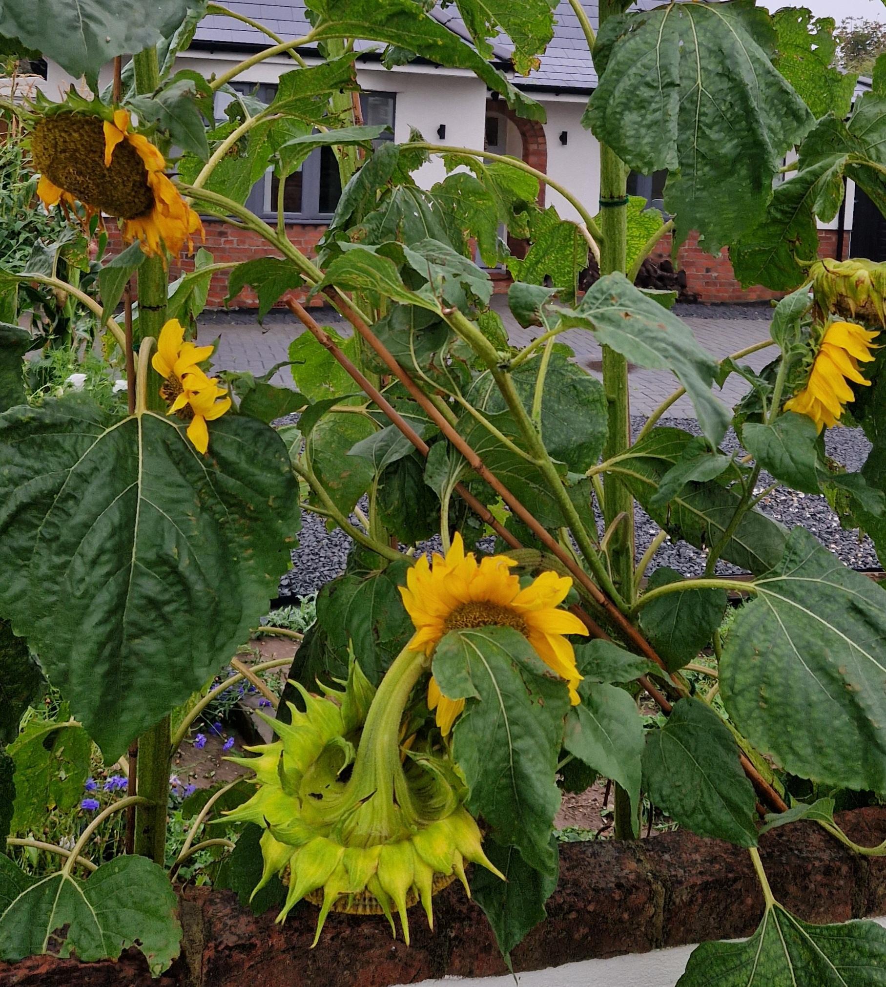 4 sunflower20240905_182415