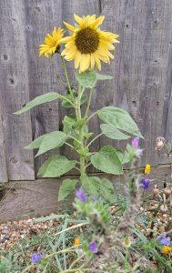 5 sunflower20240907_181555