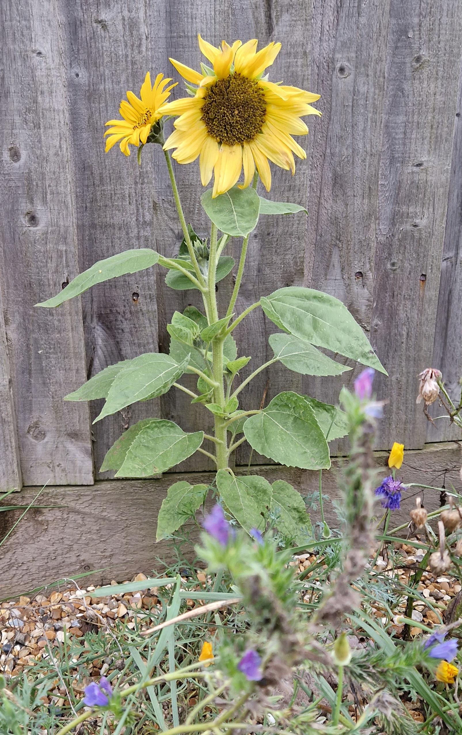 5 sunflower20240907_181555