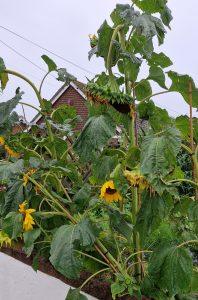6 sunflower20240905_182425