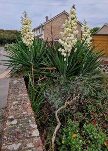 cordyline20240907_181613