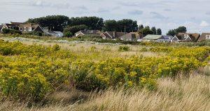 ragwort 20240724_171447