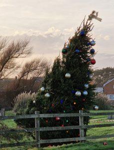 tree 2 20241124_151139