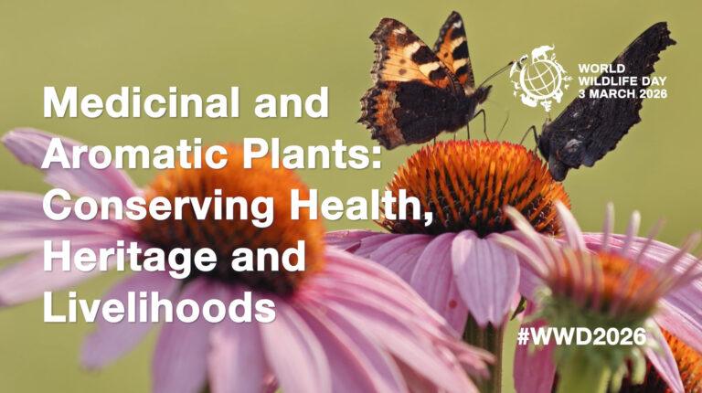 This & That – World Wildlife Day