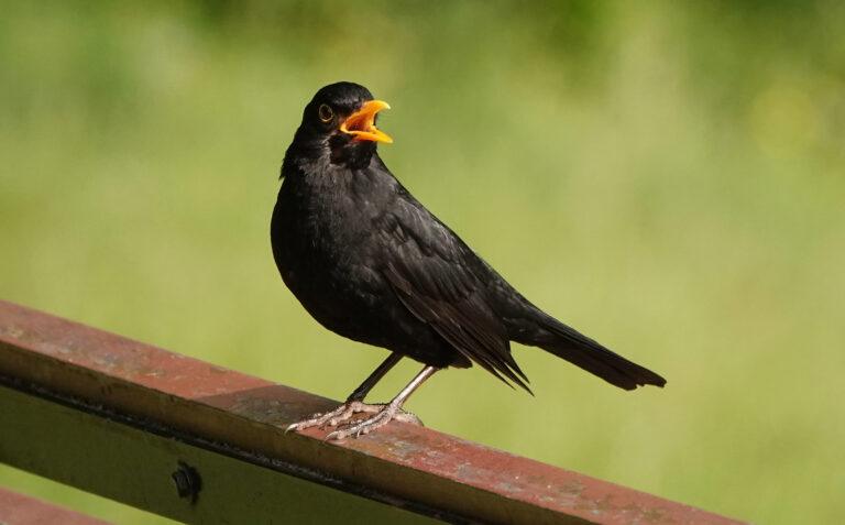 Green Piece – Our Feathered Friends