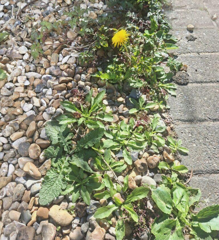 May 2026 Garden Update – From the Camber Community Gardeners