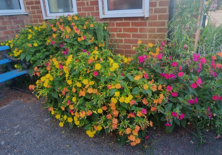 Garden Update – Or What’s Left?